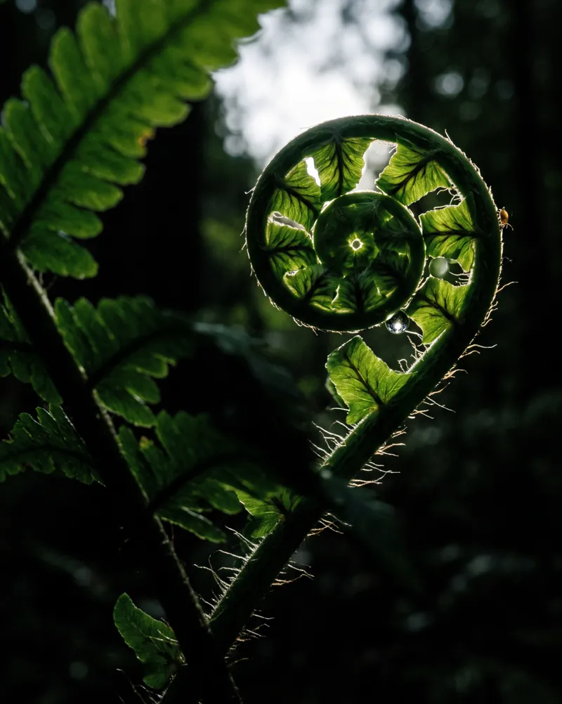 Broto de samambaia se desenrolando contra a luz numa floresta escura
