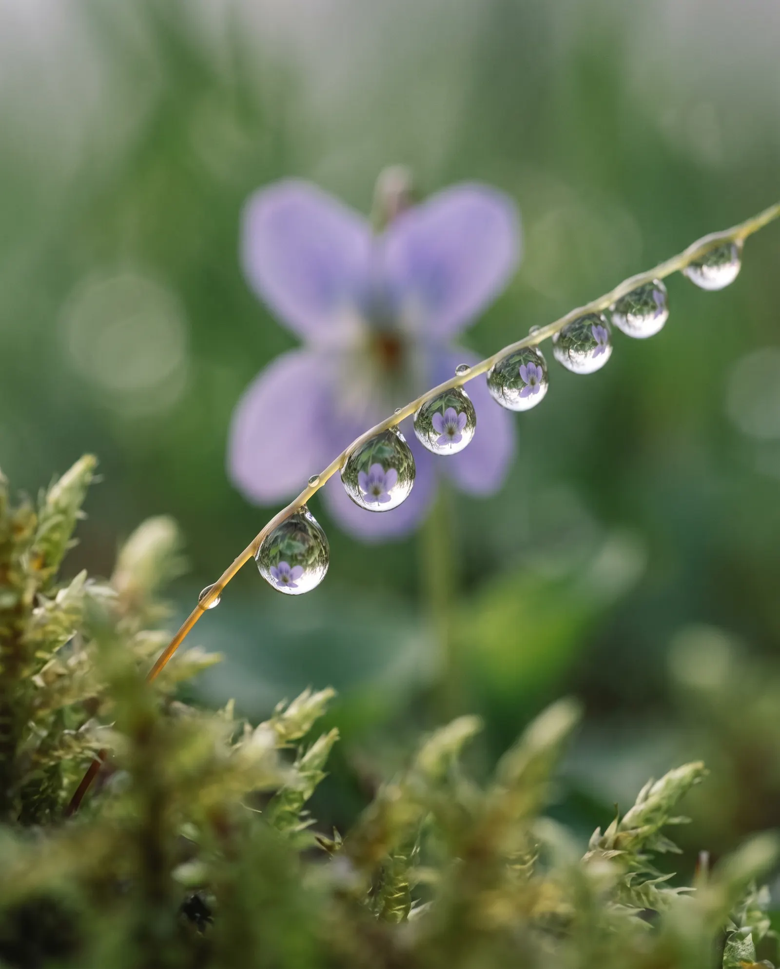 Gotas de orvalho num talo de grama diante de uma flor violeta