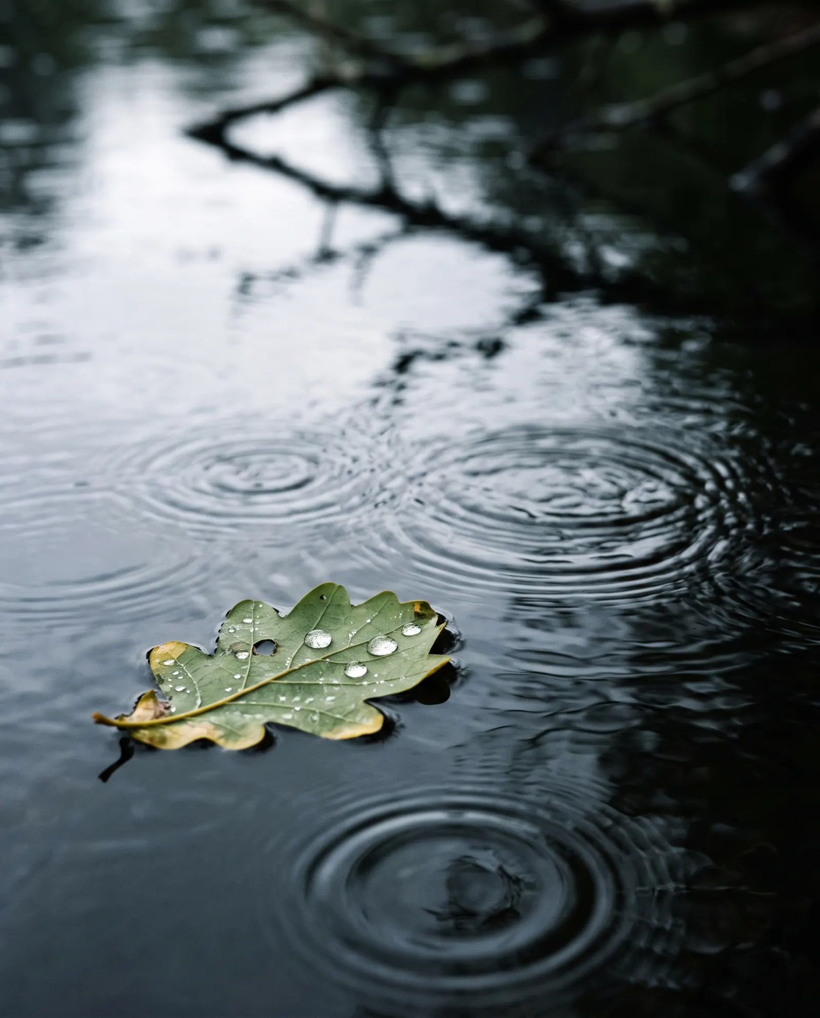 Uma folha boiando na água escura sob a chuva