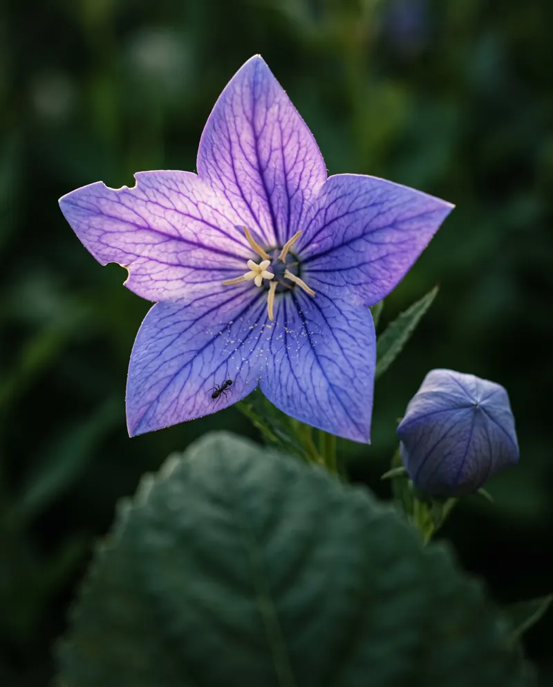 Flor-estrela violeta aberta, iluminada por uma luz suave